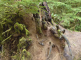 カナダの森　天然更新 写真集